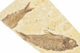 Bargain, Detailed Fossil Fish (Knightia) - Wyoming #357550-1
